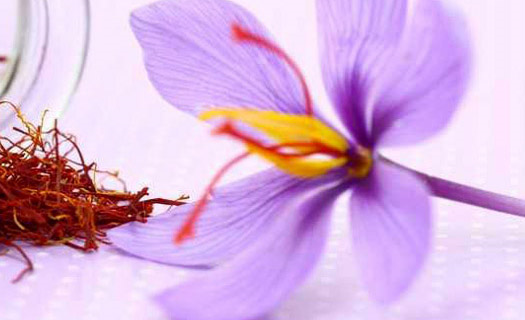 Nhụy hoa Nghệ Tây được sử dụng làm mỹ phẩm dược liệu LaMORA